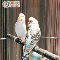 電梯大堂的鸚鵡籠足有1米高，不必為鳥兒的活動空間而擔心。