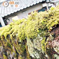 日本各地生長了很多青苔，尤其梅雨月的青苔特別美。