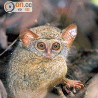 眼鏡猴擁有紅色大眼睛，有利於夜間覓食。