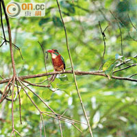 在Tangkoko自然保育區不時可看到翠鳥（Kingfisher），牠們愛在叢林中躲藏，要花點眼力找出來。