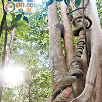 雨林內絞殺植物十分常見，以附生在另一棵樹而生存，並透過擠壓、纏繞等方式吸取營養。