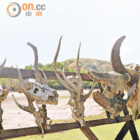 旅遊中心旁邊掛滿羊或鹿的頭骨，全是科莫多龍們的戰利品！