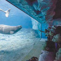在白鯨館中看到活潑的白鯨在游泳。