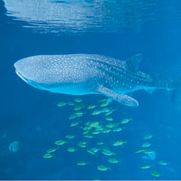 2. 鯨鯊館中的巨無霸——鯨鯊。