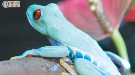 紅眼樹蛙<br>屬夜行的樹蛙品種，來自中美洲雨林，因眼睛為鮮紅而得名，由於紅眼樹蛙擁有色彩鮮艷的身體，令牠成為很多攝影師取材對象，屬相當有名氣的物種。