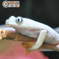 黃化紅眼樹蛙<br>原產於中美洲，以雨林為棲息地，黃化紅眼樹蛙則為人工繁殖下出現的變異個體，軀體呈金黃色，眼睛則由紅色變為銀色，在坊間極為罕見。