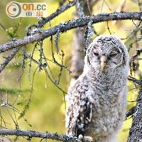 稱為長尾林鴞（Ural Owl）的貓頭鷹每逢夏天便會出現在Kuikka地區。