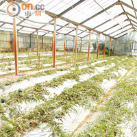 防雨棚讓熱力得以維持，銀色膠膜則負責防蟲防水防雜草，以有機方法控制西瓜生長。