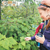 公園內滿布各種植物，這種Thimbleberry的葉非常柔軟，被譽為「大自然的廁紙」。