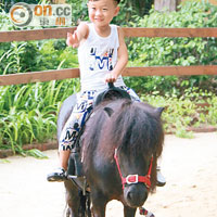 騎珍珠馬是園中最受小孩子歡迎的活動。