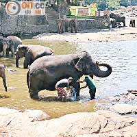 別以為大象只在河道上戲水，實情每隻象兒都可享受到雙人擦身的服務。