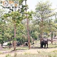 大象孤兒院前身是椰樹林，現在依然保持樹林處處的景致。