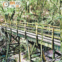 登山步道由族人開發，連林中的木橋都由他們一手一腳搭建，希望方便遊人欣賞林中景色。