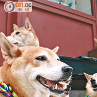 5隻柴犬經常於太平山街散步，每次出沒都吸引途人目光。