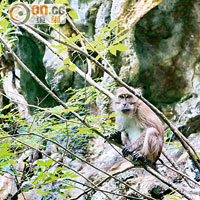 島上住着多隻長尾猴，牠們最愛在紅樹林的底層爬來爬去。