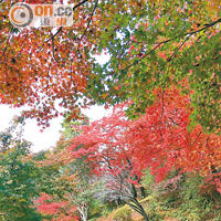 走到累時，坐下休息，大紅大綠的園景就在眼前。