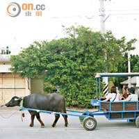 入口處設有水牛觀光車，每程收費為¥2,000（約HK$127），龜速前進，觀光一流。