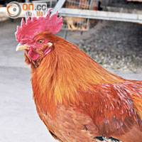 粵皇雞以天然粟米餵飼，不加激素，因此脂肪比例比進口冰鮮雞低，較為健康。