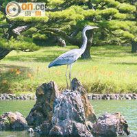 栗林公園的湖泊生機勃勃，水鳥也靈氣逼人。