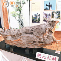 樹齡達3,000年的紀元杉，樹幹同樣於館內展示。