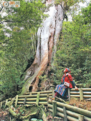 樹齡達3,000年的彌生杉，高約26米，圓周約8.1米，光是其中一條樹根就比成年人高大，非常壯觀。