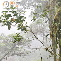 雲霧森林的一棵樹木，竟有多種植物攀附生長，爭取機會攝取陽光。