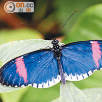 生命中心內共有14種蝴蝶，圖為只在中、南美洲出現的Postman Butterfly。