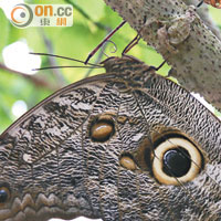貓頭鷹蝴蝶的一雙巨「眼」立體逼真，不得不讚嘆造物者的神奇。