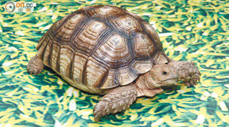蘇卡達象龜吃仙人掌的可愛姿態。
