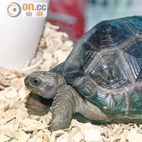 亞達伯拉象龜是全球第二大陸龜，需要在潮濕地方生活。