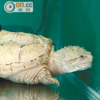 白化北美擬鱷龜的身價不菲，單是龜苗價格已達6位數字，是次展出的白化擬鱷龜，殼長23公分，到達這尺寸的白化擬鱷龜，在香港不多於3隻。