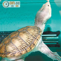 窄橋蛋龜又名鷹嘴泥龜，外表趣致，其實是肉食性，脾氣暴躁。