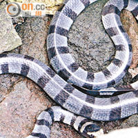 蛇島住有800多條水蛇，他們只於夜間行動，其餘時間愛躲在石洞中。