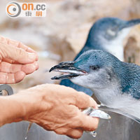 中心內的小企鵝需特別照顧，每天都有免費午餐享受。