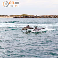活躍於當地水域的海豚超過200條，遇見率高達99%！