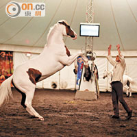 馬兒生活知多啲 <br>圖為馬兒訓練的情況，Keith 透過聲音、身體語言指引馬匹作出跑圈、躍起及雙膝跪下等動作。