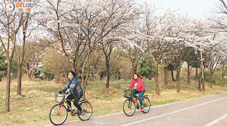 散步徑兩旁種滿櫻花，不喜歡在樹下野餐的話，亦可選擇騎車遊覽。