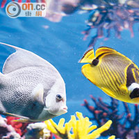 水族館飼養的海洋生物種類繁多，當中包括顏色鮮艷的熱帶魚。