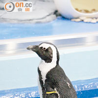 呢隻水族館企鵝，唔知會唔會好似動畫入面咁整蠱人呢？