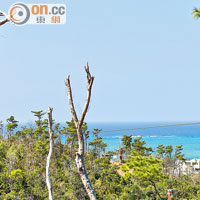 邊玩吊索，邊欣賞沖繩的森林及海洋美景，正。