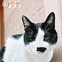 神社附近經常有貓出沒，這隻鼻上有黑斑的小貓被團友形容為希特拉。