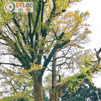 日本人認為兩棵長在一起又外形相似的樹是連理樹，並且住有掌管姻緣的神明。