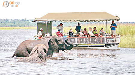 有水就有生命，來到喬貝河上，除了見到大象群，還會見到鱷魚等蠻荒住客。