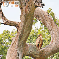 這隻貌似草原鵰（Tawny Eagle）的猛禽威風澟澟站在樹上。