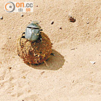 糞金龜會把大象糞推成球體，並於當中產卵，讓剛出世的幼蟲吸食糞便內的蛆蟲。