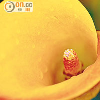 水珠有效表現出花卉的嬌嫩，再將主體放在畫面的三分線上，更能吸引人的目光。