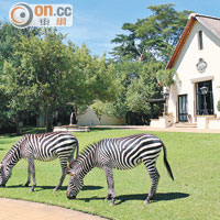 酒店位於Mosi-oa-Tunya國家公園內，常有動物來散步，我房間的門前就來了兩隻斑馬。