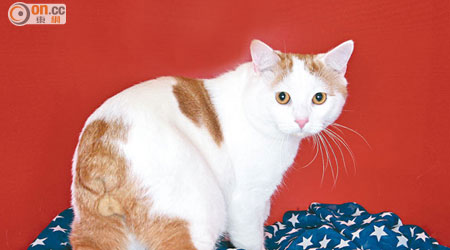 無尾是曼島貓的主要特徵，可分長毛和短毛兩種，「V仔」屬於後者。