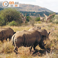 在比林斯堡野生動物保護區Safari，認識非洲5大動物。