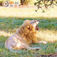 皮膚偏奶白色的白獅子，在叢林內容易被發現。